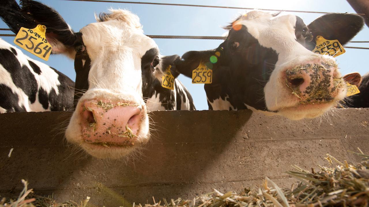 Image of cows at the UC Davis Dairy Barn