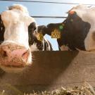 Image of cows at the UC Davis Dairy Barn